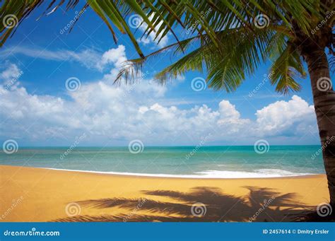 Tropic View Stock Photo Image Of Ocean Bliss Trip Tree 2457614