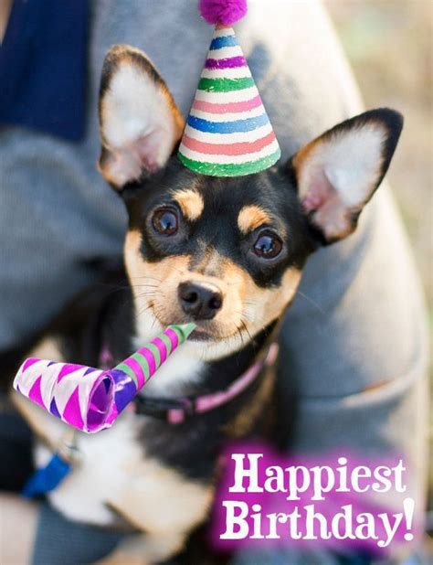 Happy Birthday Chihuahua Dog Birthday Wishes Happy Birthday Video