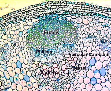 Vascular bundles wherein xylem and phloem lie side by side are called as radial bundles while conjoint vascular bundles have xylem and phloem separated from one another as are found in leaves. vascular bundle - Liberal Dictionary