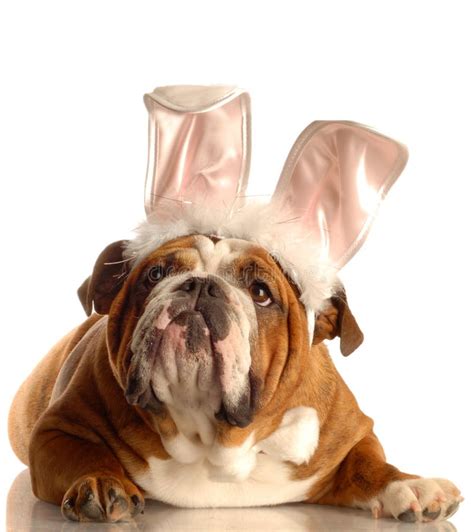 Dog Dressed As Easter Bunny Stock Image Image Of Bulldog Adore 7129879