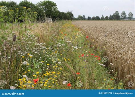 A Flowery Field Margin Along A Wheat Field Stock Photo Image Of