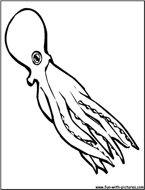 03.05.2021 · squid anatomy coloring page. Squid coloring pages to download and print for free