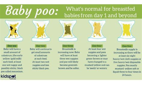 Stages Of Newborn Poop