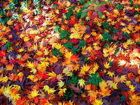 Autumn Leaves Hd Wallpaper Background Image 2048x1536 Id745859