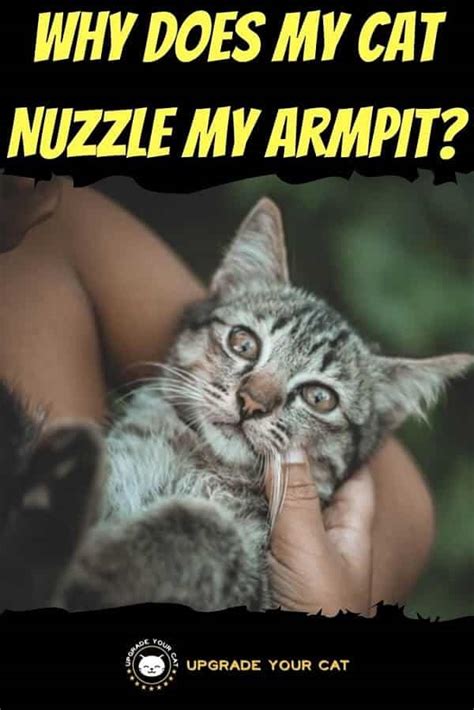 Why Does My Cat Nuzzle My Armpit Explained