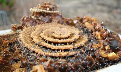 Australian Stingless Bees Build Stunning Spiral Hives And No Ones