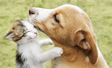 Help Your Animal Friends With These Top Charities