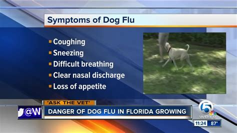 Dangers Of Dog Flu Growing In Florida Youtube