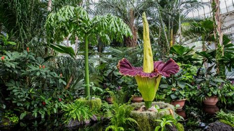 Do you see any omissions, errors or want to add information to this page? Corpse flower at New York Botanical Garden blooms | am New ...
