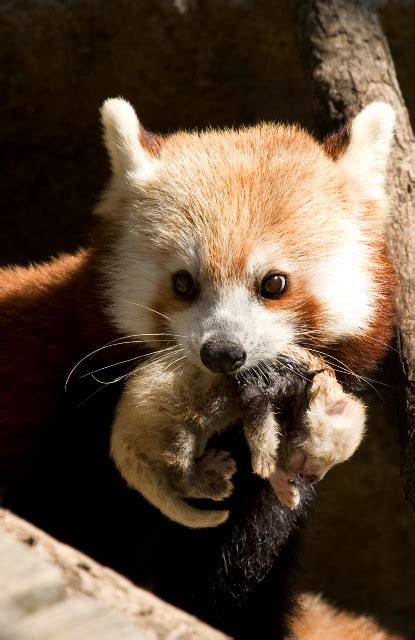 Baby Red Panda Born At National Zoo Wired