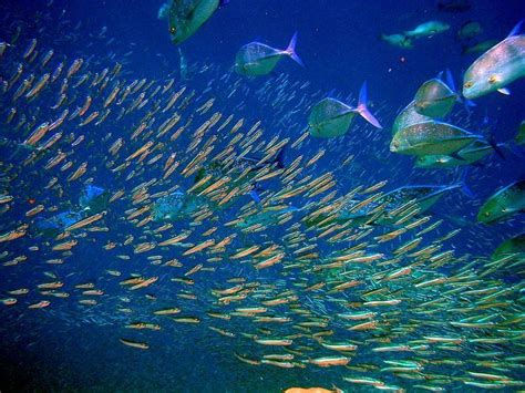 Population Dynamics Of Fisheries Alchetron The Free Social Encyclopedia