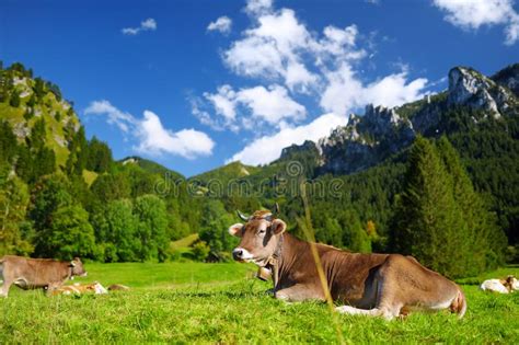 Cows Grazing In Idyllic Green Meadow Scenic View Of Bavarian Alps With