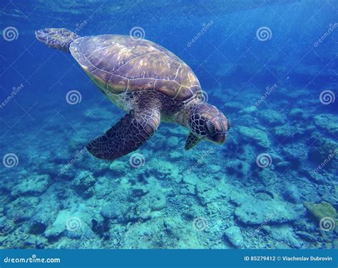 Sea Turtle In Blue Water Sea Turtle Diving Picture Summer Holiday In