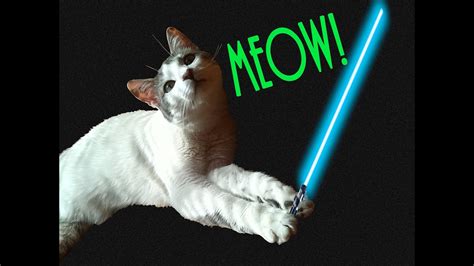 El Gato Volador Jedi Miralo Por Ti Mismo Gatos