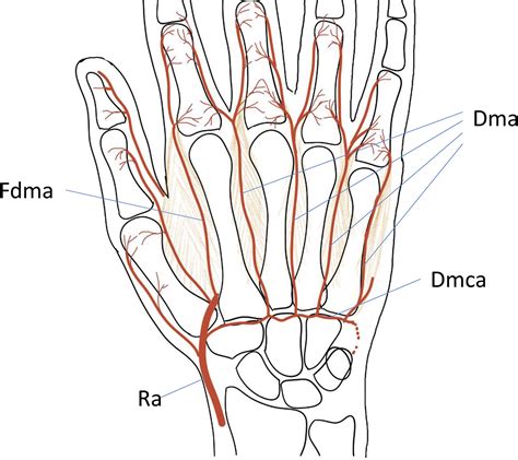 Is There An Artery In Your Thumb Orthonimfa
