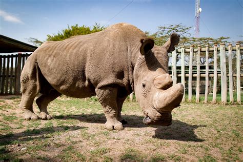 Sudan The Last Male Northern White Rhino Sudan Was 45 Years Old