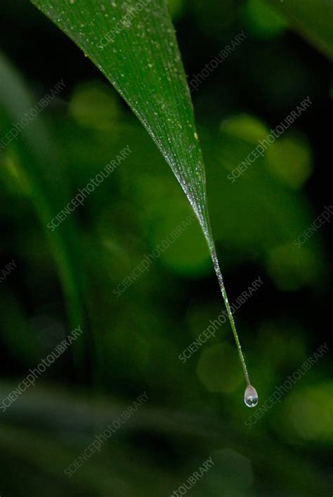 Rainforest Leaf Drip Tip Stock Image C0016132 Science Photo Library