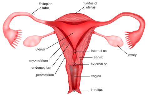 See more ideas about vaginal health, health, diy natural products. Remix of "Remix of "Female Reproductive System by.