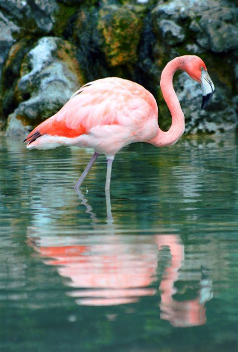 Reflections Flamingo Beautiful Birds Pink Bird