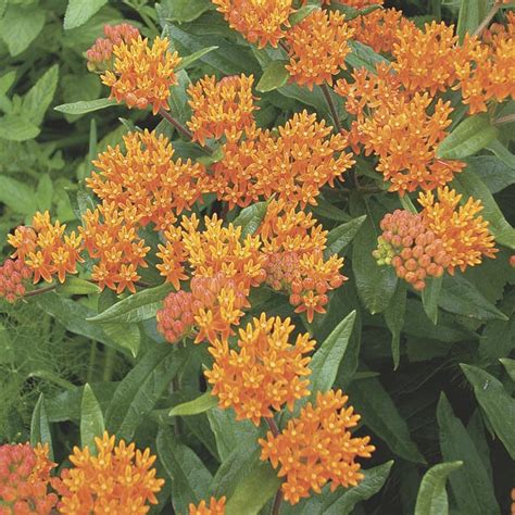Butterfly Weed Asclepias Tuberosa My Garden Life