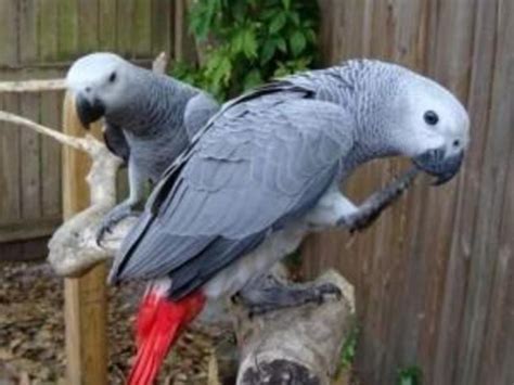 Talking African Grey Parrots Birds For Sale Price