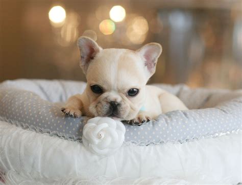 Teacup Cute French Bulldog Puppies Pets Lovers