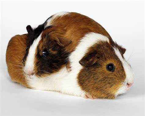 Морские свинки диета Картинки Морские свинки Двое животное Картинки Морские свинки Двое животное Морские свинки диета