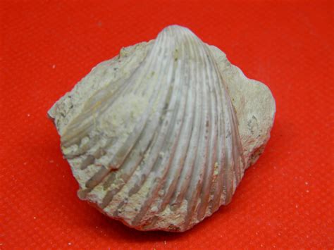 Fossil Specimen Bivalvia Jurassic James