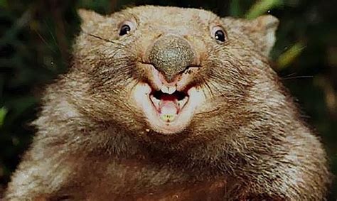 Cute Funny Animalz Funny Wombat 2013 Best Images