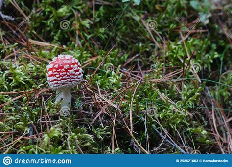 Mushrooms Toadstools Fly Red Mushrooms Fungi Red Amanita In Forest