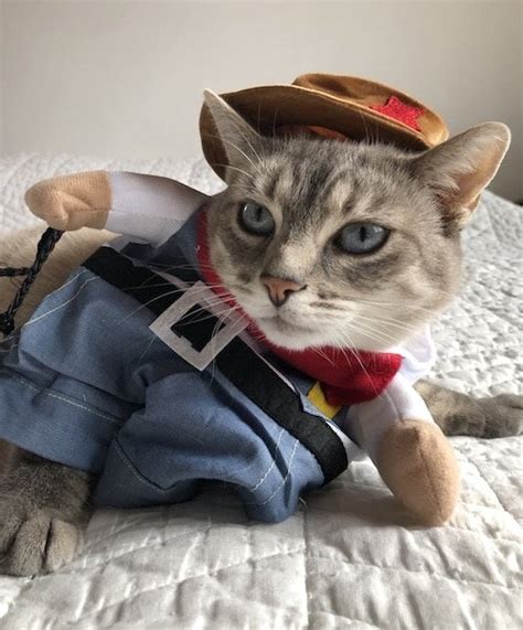 I'm trying to make a point to my girlfriend. Hairless Cat In Costume - Best Cat Wallpaper