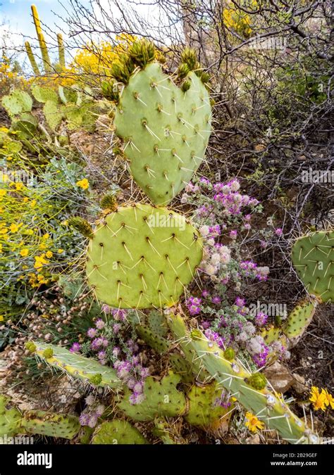 14 Spiky Desert Plant Jonathanneriah