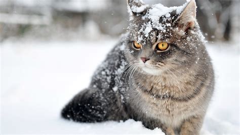 Full Hd Wallpaper Cat Snow Head Winter Desktop