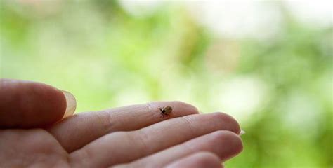 283 reviews from orkin employees about working as a pest control technician at orkin. What Do You Need to Know About the Lone Star Tick?