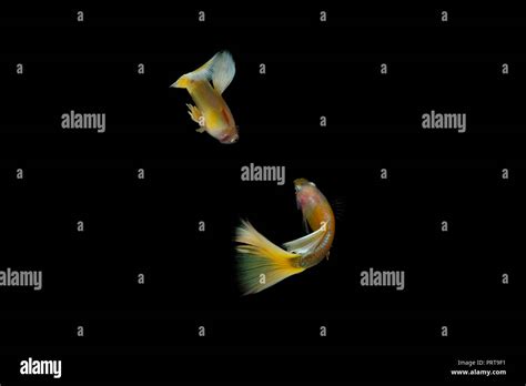Guppy Fish In The Aquarium Stock Photo Alamy