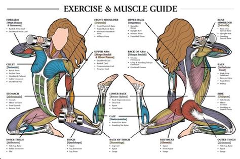Female anatomy images the female reproductive system anatomical chart anatomy models and. Abdominal muscles after c section | Female Anatomy ...