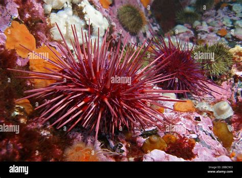 Giant Red Sea Urchins Strongylocentrotus Franciscanus Seymour