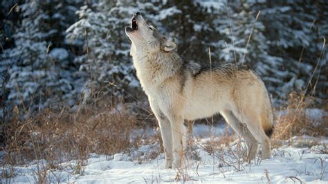 Wolves To Drop From Endangered Species List In Us The New York Times