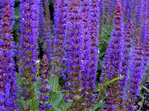 Check spelling or type a new query. May Night Salvia | Shade perennials, Salvia, May night salvia