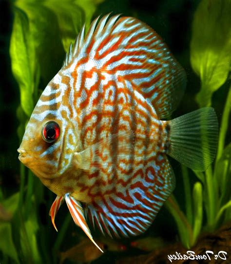 Discus Fish For Sale Only 4 Left At 60