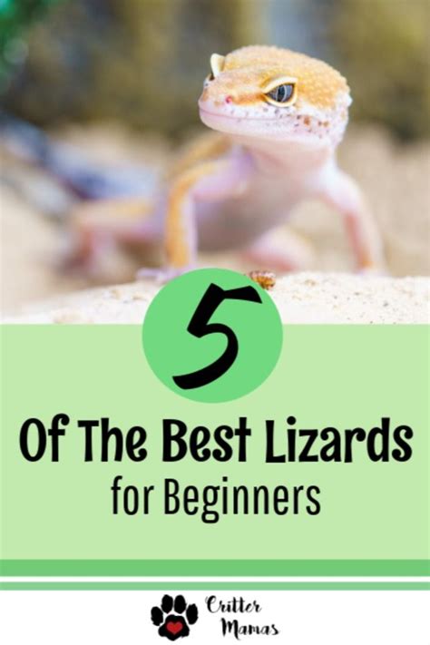 5 Of The Best Lizards For Beginners Pet Lizards Lizard Reptiles Pet
