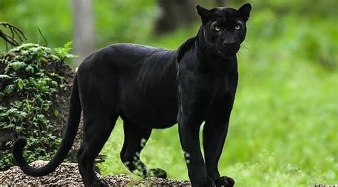 Loved Viral Pics Of Rare Black Panther By Shaaz Jung From Kabini