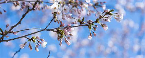 10 Free Cherry Blossom Zoom Backgrounds And Screensavers