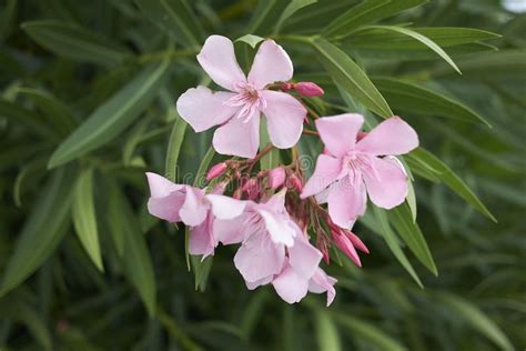 View Of Pink Oleander Inflorescence Stock Image Image Of Natural