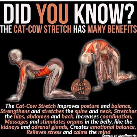 This yoga stretch is used by martial arts students in order to loosen their back, spine, stomach, etc. Cat-cow stretch tiene varios beneficios como mejorar la ...
