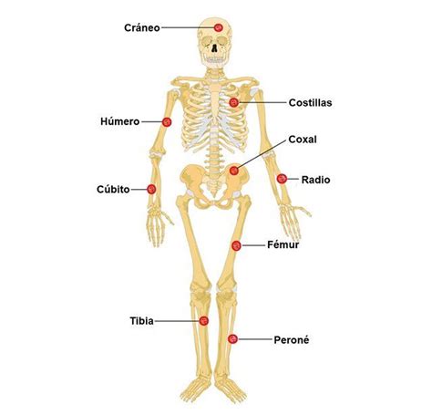 Huesos Del Cuerpo Humano Huesos Del Cuerpo Cuerpo Humano