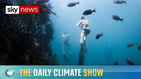 The octopus showed curiosity and playfulness with the her environment. My Octopus Teacher director on kelp forests under threat ...