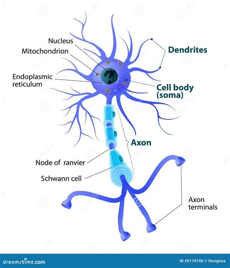 Neuron Structure Nerve Cell Main Part Of The Human Nervous System Cartoon Vector