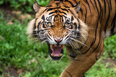 Picture Tigers Canine Tooth Fangs Angry Whiskers Glance Animals