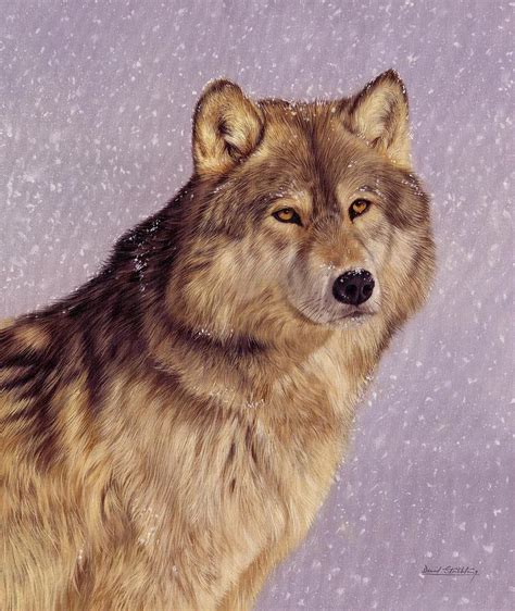 Snow Wolf Painting By David Stribbling Fine Art America